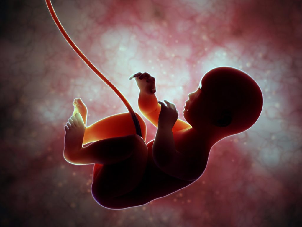 Womb image