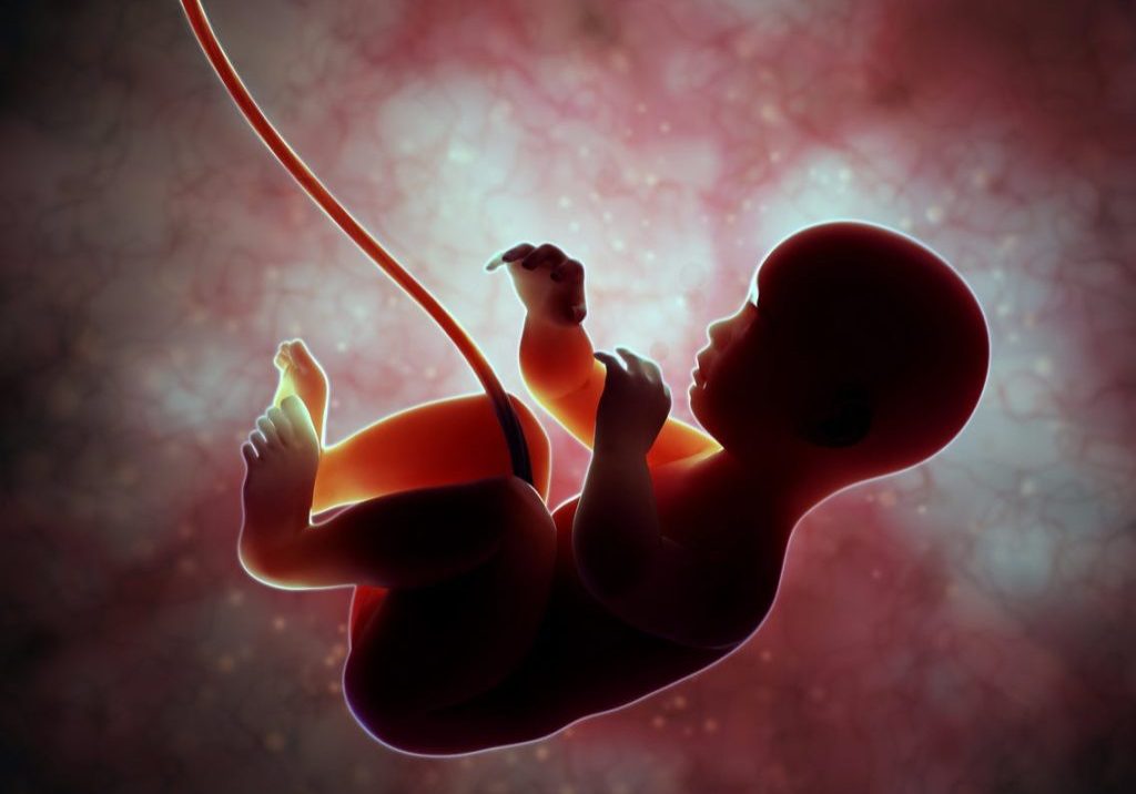 Womb image